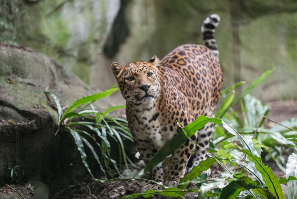 台北市立動物園雨林區的花豹「花郎」因高齡引發多重病痛與退化性關節炎惡化，同時承受慢性腎衰竭與貧血等健康問題，保育員與獸醫團隊生活品質與多重考慮下，決定陪伴花豹「花郎」平靜地走完最後一段路。