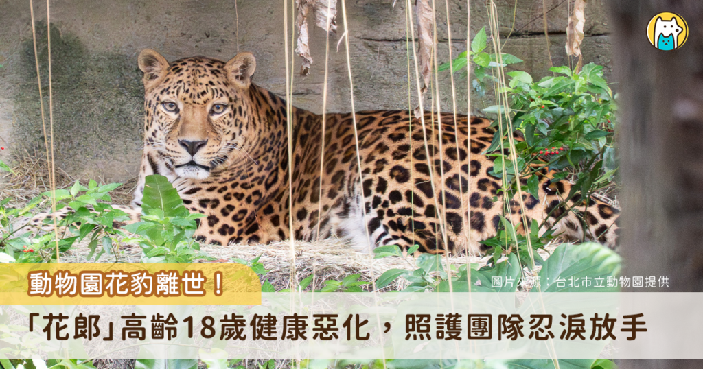 台北市立動物園雨林區的花豹「花郎」因高齡引發多重病痛與退化性關節炎惡化，同時承受慢性腎衰竭與貧血等健康問題，保育員與獸醫團隊生活品質與多重考慮下，決定陪伴花豹「花郎」平靜地走完最後一段路。
