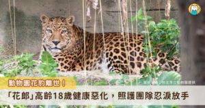 台北市立動物園雨林區的花豹「花郎」因高齡引發多重病痛與退化性關節炎惡化，同時承受慢性腎衰竭與貧血等健康問題，保育員與獸醫團隊生活品質與多重考慮下，決定陪伴花豹「花郎」平靜地走完最後一段路。