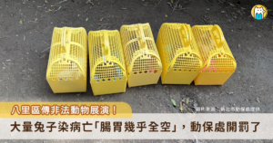 新北市八里區有業者於臉書刊登「歡迎大家前往兔子餐廳，一同品嘗美食與小兔子互動」等內容，及現場動物餵食等標語，構成非法動物展演，新北市動保處前往稽查發現大量兔子病亡，涉違反《動物保護法》多項規定，最高可處 25 萬元罰鍰外，另因疑似故意使動物遭受傷害及致死，函送地檢署進行刑事偵辦。