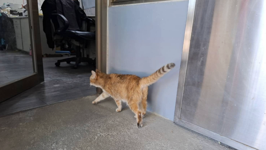 全盲浪貓音不熟悉環境常常會撞到牆壁。