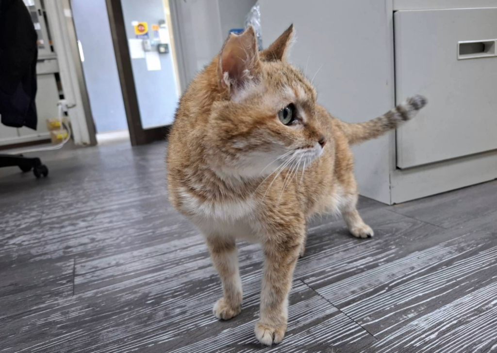 全盲浪貓會主動親人。