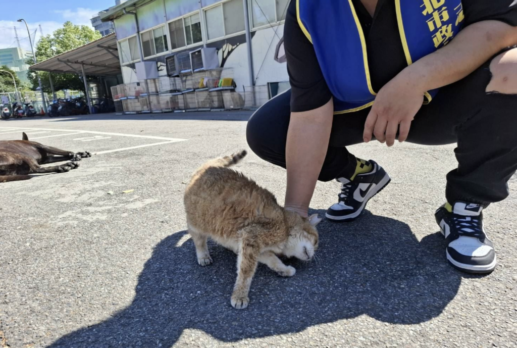 全盲浪貓花奶奶正在等待領養機會