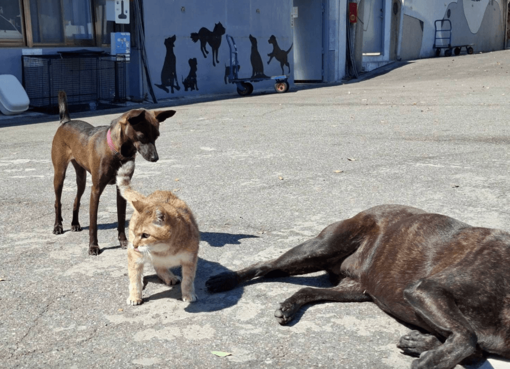 所內的浪犬對全盲的浪貓「花奶奶」格外禮讓
