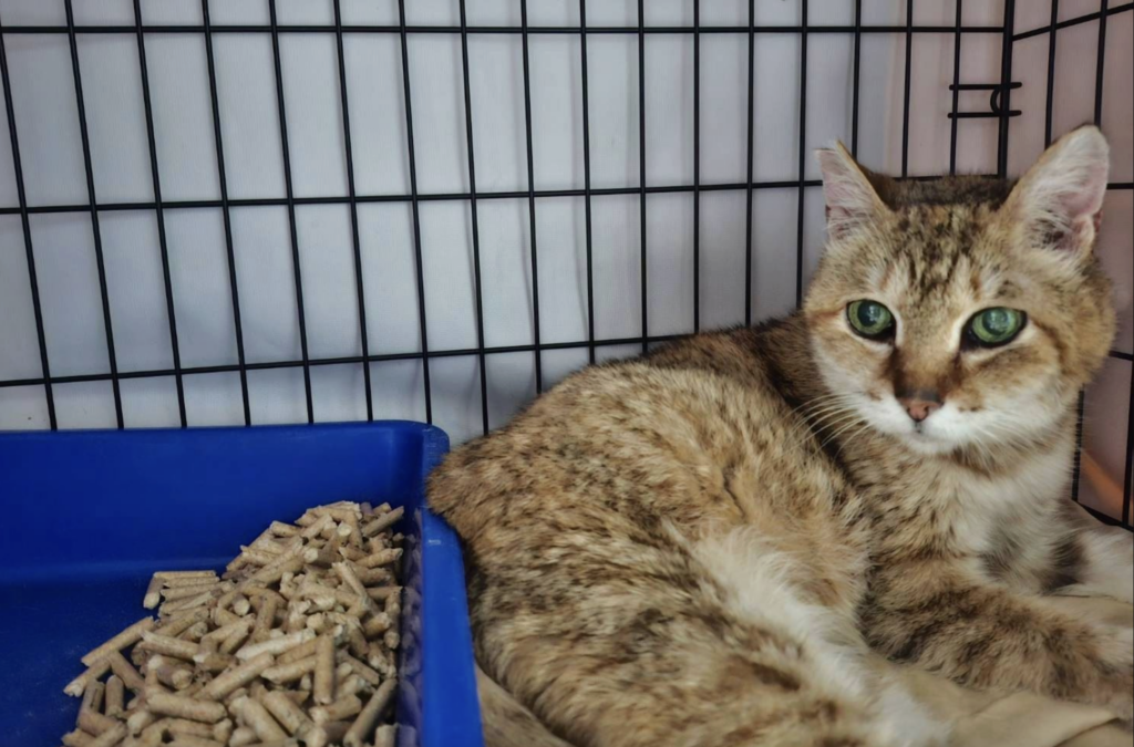 全盲浪貓呆坐在車道中央。