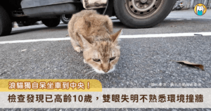 新北市板橋區中山路巷內有民眾通報，一隻浪貓瘦弱呆坐於車道中央，現場車輛來往頻繁，險象環生。動保處派員救治送醫，發現牠年齡約 10 歲並且雙眼全盲，所幸在醫療團隊細心照護下，這隻被暱稱為「花奶奶」的花色斑紋貓已逐漸恢復健康與活力，目前於板橋動物之家等待有緣人認養，期盼擁有一個溫暖的家。