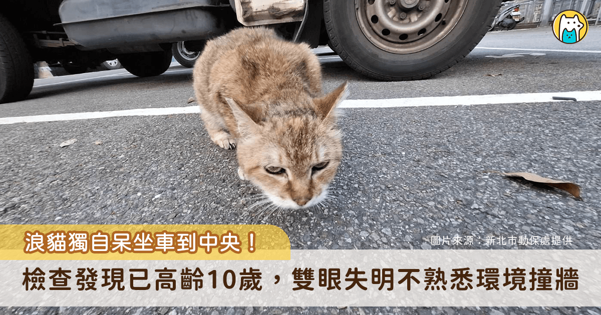 新北市板橋區中山路巷內有民眾通報，一隻浪貓瘦弱呆坐於車道中央，現場車輛來往頻繁，險象環生。動保處派員救治送醫，發現牠年齡約 10 歲並且雙眼全盲，所幸在醫療團隊細心照護下，這隻被暱稱為「花奶奶」的花色斑紋貓已逐漸恢復健康與活力，目前於板橋動物之家等待有緣人認養，期盼擁有一個溫暖的家。