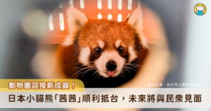 日本小貓熊茜茜抵達台灣