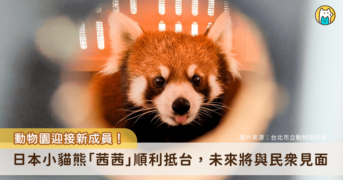 日本小貓熊茜茜抵達台灣