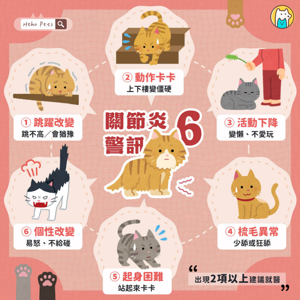 從行為變化早期發現！盤點貓咪關節炎 6 徵兆