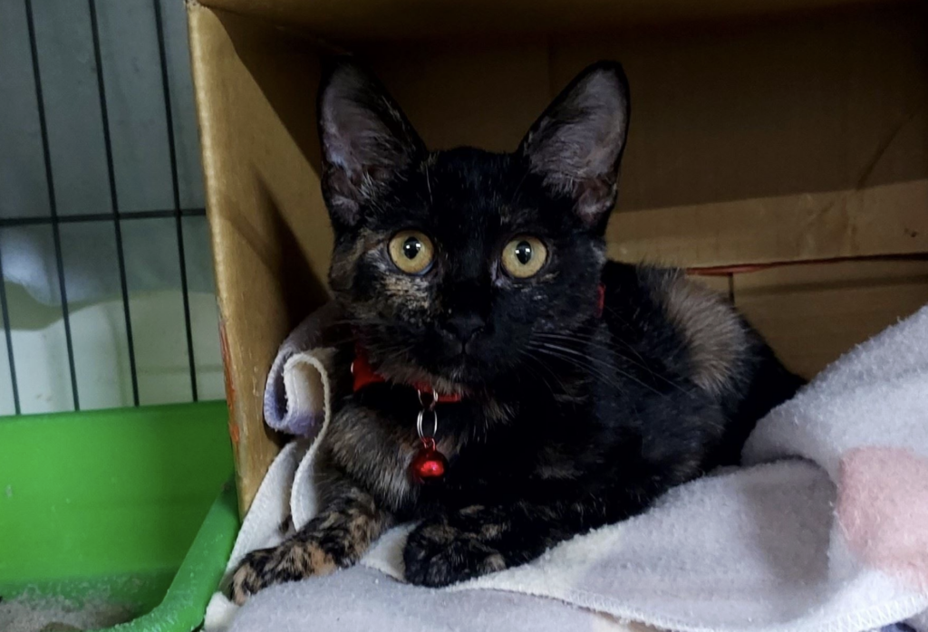 天氣回溫寄生蟲活躍! 春天掌握「2重點」顧好毛孩健康 隨著春季氣溫逐步回升、環境濕度增加,跳蚤、壁蝨等外寄生蟲活動力明顯提升,毛孩出門散步接觸到草叢和落葉更容易接觸到外寄生蟲,動保處提醒飼主,於季節交替期間應特別提高警覺,落實日常防護與居家環境管理,降低疾病傳播及叮咬困擾發生的機會。