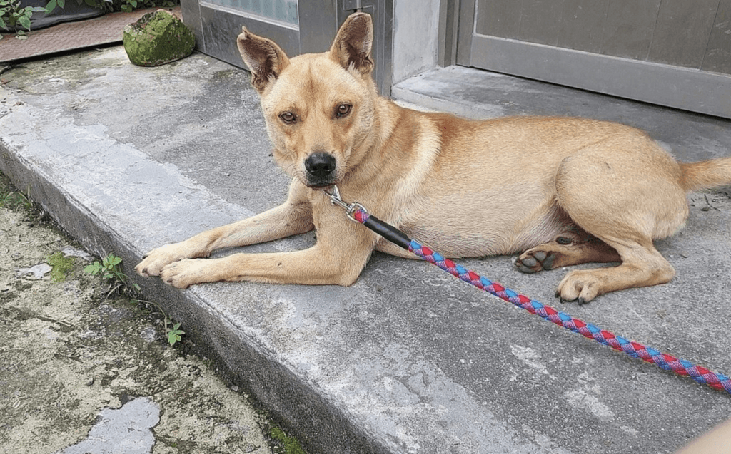 天氣回溫寄生蟲活躍! 春天掌握「2重點」顧好毛孩健康 隨著春季氣溫逐步回升、環境濕度增加,跳蚤、壁蝨等外寄生蟲活動力明顯提升,毛孩出門散步接觸到草叢和落葉更容易接觸到外寄生蟲,動保處提醒飼主,於季節交替期間應特別提高警覺,落實日常防護與居家環境管理,降低疾病傳播及叮咬困擾發生的機會。