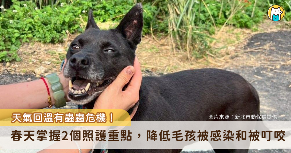 天氣回溫寄生蟲活躍! 春天掌握「2重點」顧好毛孩健康 隨著春季氣溫逐步回升、環境濕度增加,跳蚤、壁蝨等外寄生蟲活動力明顯提升,毛孩出門散步接觸到草叢和落葉更容易接觸到外寄生蟲,動保處提醒飼主,於季節交替期間應特別提高警覺,落實日常防護與居家環境管理,降低疾病傳播及叮咬困擾發生的機會。