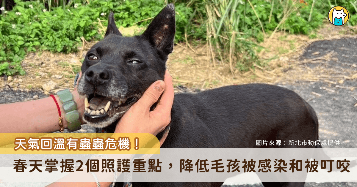 隨著春季氣溫逐步回升、環境濕度增加，跳蚤、壁蝨等外寄生蟲活動力明顯提升，毛孩出門散步接觸到草叢和落葉更容易接觸到外寄生蟲，動保處提醒飼主，於季節交替期間應特別提高警覺，落實日常防護與居家環境管理，降低疾病傳播及叮咬困擾發生的機會。