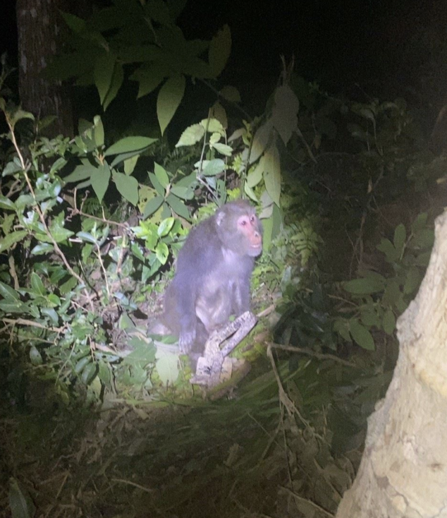 山區獸鋏與山豬吊嚴重威脅動物生活，若中陷阱傷致見骨，甚至要截肢保命，為減少悲劇發生，新北市動保處實施「民眾繳交獸鋏及金屬套索獎勵計畫」，民眾如發現獸鋏或山豬吊可協助觸發及拆除陷阱並送交，即可申請新台幣 100 至 150 元獎勵金，減少動物遭到傷害。