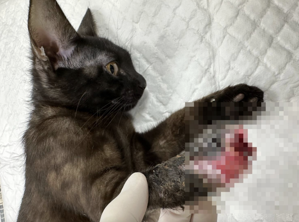 山區獸鋏與山豬吊嚴重威脅動物生活，若中陷阱傷致見骨，甚至要截肢保命，為減少悲劇發生，新北市動保處實施「民眾繳交獸鋏及金屬套索獎勵計畫」，民眾如發現獸鋏或山豬吊可協助觸發及拆除陷阱並送交，即可申請新台幣 100 至 150 元獎勵金，減少動物遭到傷害。