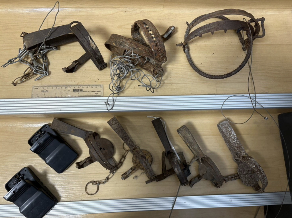 山區獸鋏與山豬吊嚴重威脅動物生活，若中陷阱傷致見骨，甚至要截肢保命，為減少悲劇發生，新北市動保處實施「民眾繳交獸鋏及金屬套索獎勵計畫」，民眾如發現獸鋏或山豬吊可協助觸發及拆除陷阱並送交，即可申請新台幣 100 至 150 元獎勵金，減少動物遭到傷害。