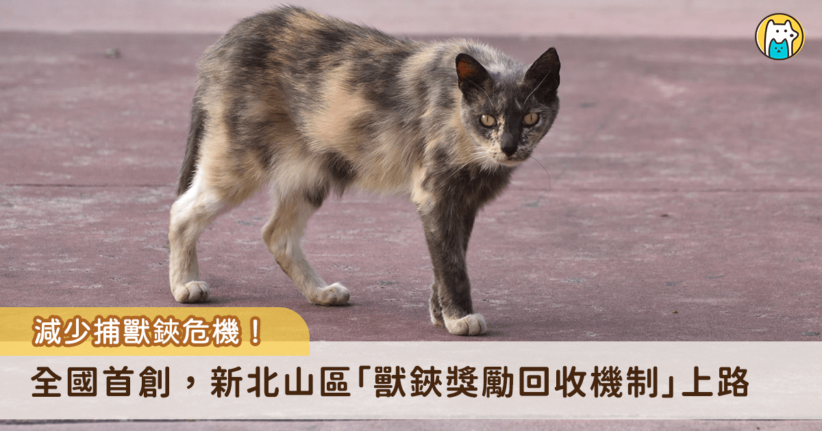 山區獸鋏與山豬吊嚴重威脅動物生活，若中陷阱傷致見骨，甚至要截肢保命，為減少悲劇發生，新北市動保處實施「民眾繳交獸鋏及金屬套索獎勵計畫」，民眾如發現獸鋏或山豬吊可協助觸發及拆除陷阱並送交，即可申請新台幣 100 至 150 元獎勵金，減少動物遭到傷害。