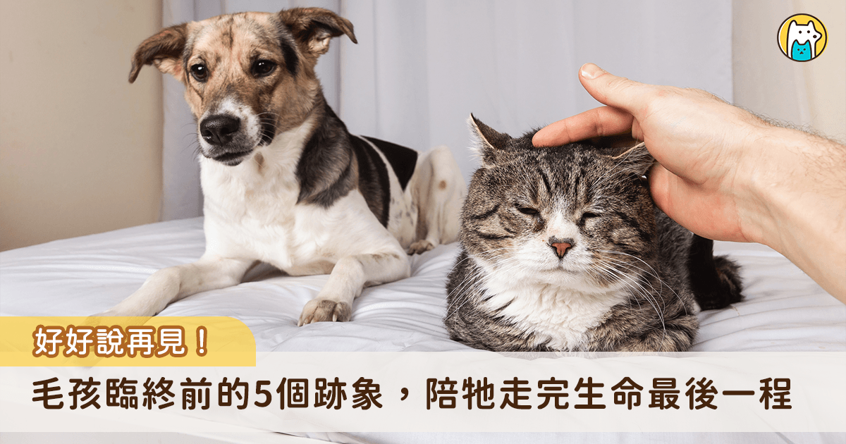 對許多飼主而言，毛孩是無可取代的家人。然而，生命終有盡時，當毛孩無法以言語表達病痛，牠們的身體與行為變化便成為傳遞信號的關鍵。這些細微的徵兆往往容易被忽視，使飼主在遺憾中錯失最後的相伴時光，為此，我們整理了網友熱議的五大毛孩臨終跡象，幫助飼主及早覺察、做好心理準備，在最後的時刻給予毛孩貼心守護。