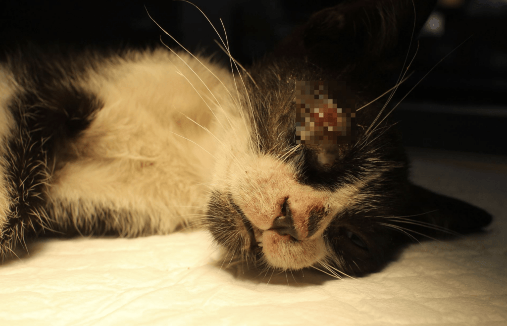 新北市汐止區有民眾發現一隻賓士幼貓眼睛受重傷，虛弱躺在路邊，新北市動保處接獲通報後隨即派員救援，幼貓經過緊急輸液、補充營養及眼科手術治療後順利恢復健康，更在汐止藍世界愛心小棧由住在汐止的王小姐認養取名為「萊卡」，有了幸福溫暖的家。