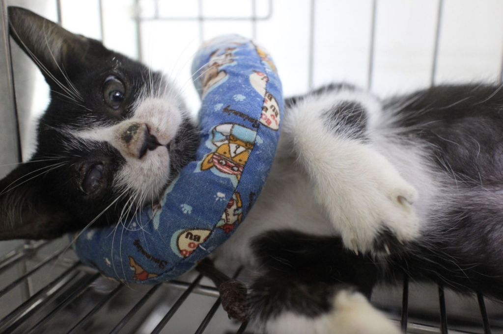 新北市汐止區有民眾發現一隻賓士幼貓眼睛受重傷，虛弱躺在路邊，新北市動保處接獲通報後隨即派員救援，幼貓經過緊急輸液、補充營養及眼科手術治療後順利恢復健康，更在汐止藍世界愛心小棧由住在汐止的王小姐認養取名為「萊卡」，有了幸福溫暖的家。