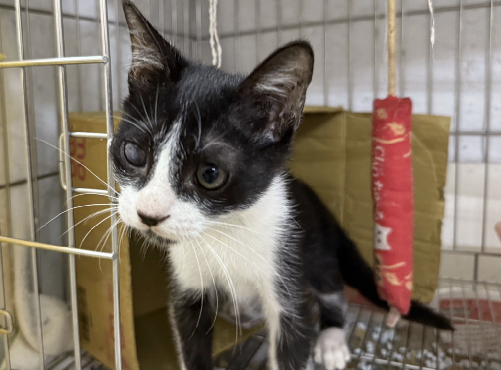 新北市汐止區有民眾發現一隻賓士幼貓眼睛受重傷，虛弱躺在路邊，新北市動保處接獲通報後隨即派員救援，幼貓經過緊急輸液、補充營養及眼科手術治療後順利恢復健康，更在汐止藍世界愛心小棧由住在汐止的王小姐認養取名為「萊卡」，有了幸福溫暖的家。