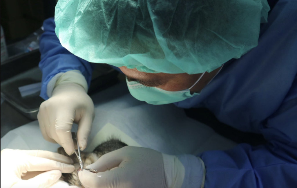 新北市汐止區有民眾發現一隻賓士幼貓眼睛受重傷，虛弱躺在路邊，新北市動保處接獲通報後隨即派員救援，幼貓經過緊急輸液、補充營養及眼科手術治療後順利恢復健康，更在汐止藍世界愛心小棧由住在汐止的王小姐認養取名為「萊卡」，有了幸福溫暖的家。