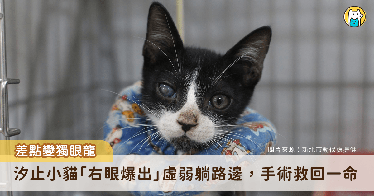 新北市汐止區有民眾發現一隻賓士幼貓眼睛受重傷，虛弱躺在路邊，新北市動保處接獲通報後隨即派員救援，幼貓經過緊急輸液、補充營養及眼科手術治療後順利恢復健康，更在汐止藍世界愛心小棧由住在汐止的王小姐認養取名為「萊卡」，有了幸福溫暖的家。