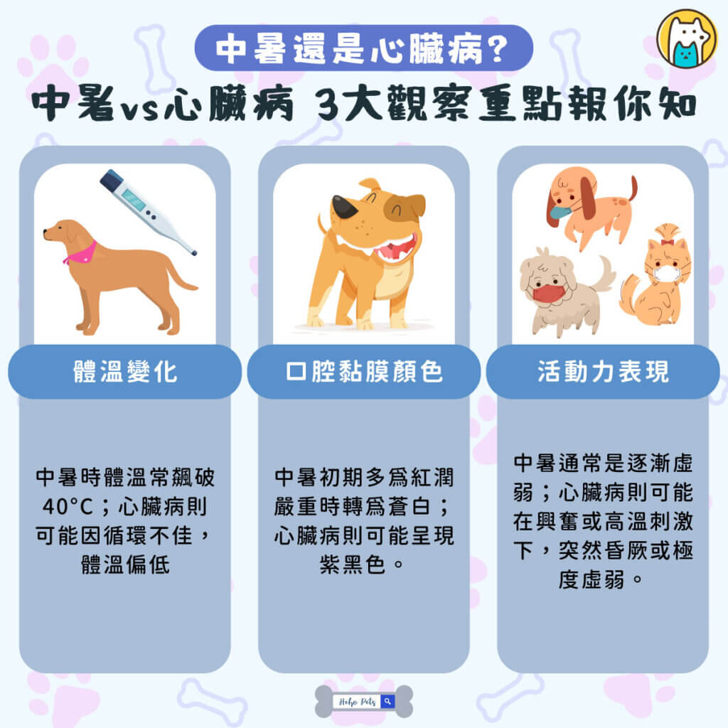 炎炎夏日，當毛孩突然出現喘不停、精神不濟的狀況，許多飼主第一時間會擔心「是不是中暑了？」但其實，這也可能是「心臟病惡化」的警訊！學會分辨兩者差異，並做好日常照護，是守護毛孩健康的重要關鍵。