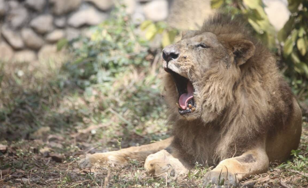 壽山動物園非洲獅「二哥」高齡離世 23歲生命旅程精彩落幕 高雄壽山動物園 23 歲美洲獅「二哥」深受民眾喜愛,13 日上午在保育員與醫療團隊的陪伴安詳離世。以非洲獅平均壽命而言,二哥已相當於人類百歲高齡,十餘年來陪伴無數遊客留下深刻回憶。
