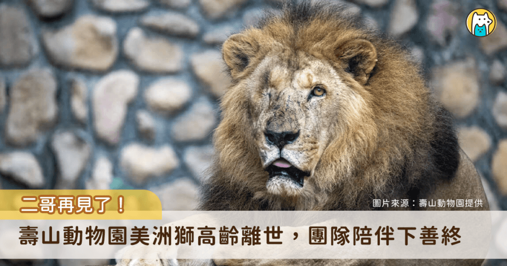 壽山動物園非洲獅「二哥」高齡離世 23歲生命旅程精彩落幕 高雄壽山動物園 23 歲美洲獅「二哥」深受民眾喜愛,13 日上午在保育員與醫療團隊的陪伴安詳離世。以非洲獅平均壽命而言,二哥已相當於人類百歲高齡,十餘年來陪伴無數遊客留下深刻回憶。