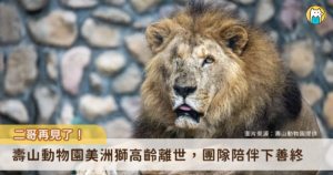 高雄壽山動物園 23 歲美洲獅「二哥」深受民眾喜愛，13 日上午在保育員與醫療團隊的陪伴安詳離世。以非洲獅平均壽命而言，二哥已相當於人類百歲高齡，十餘年來陪伴無數遊客留下深刻回憶。