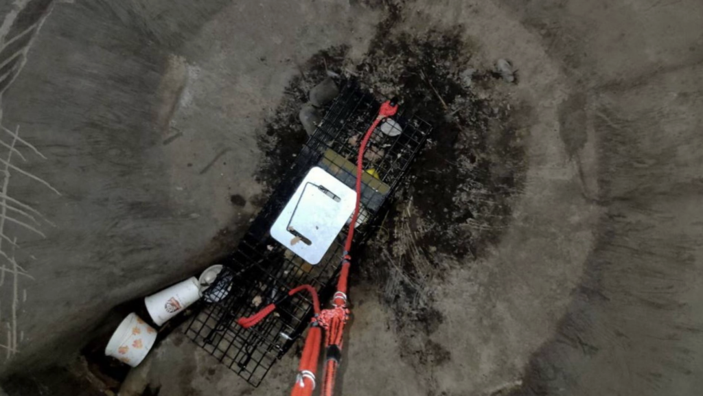 靠著呼救聲順利脫困。新北市新店區安平路有隻灰黃白三花貓疑似被大貓追趕，不慎掉入約 2 公尺的大型廢棄水桶，無法自行脫困大叫哭喊求助，新北市動保處接獲通報隨即派員救援，小貓有輕微脫水現象，經過治療已恢復，預計 4 月將開放民眾認養。