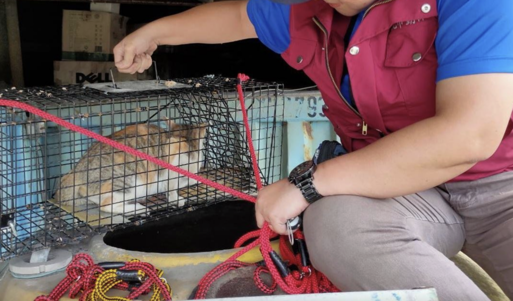 靠著呼救聲順利脫困。新北市新店區安平路有隻灰黃白三花貓疑似被大貓追趕，不慎掉入約 2 公尺的大型廢棄水桶，無法自行脫困大叫哭喊求助，新北市動保處接獲通報隨即派員救援，小貓有輕微脫水現象，經過治療已恢復，預計 4 月將開放民眾認養。