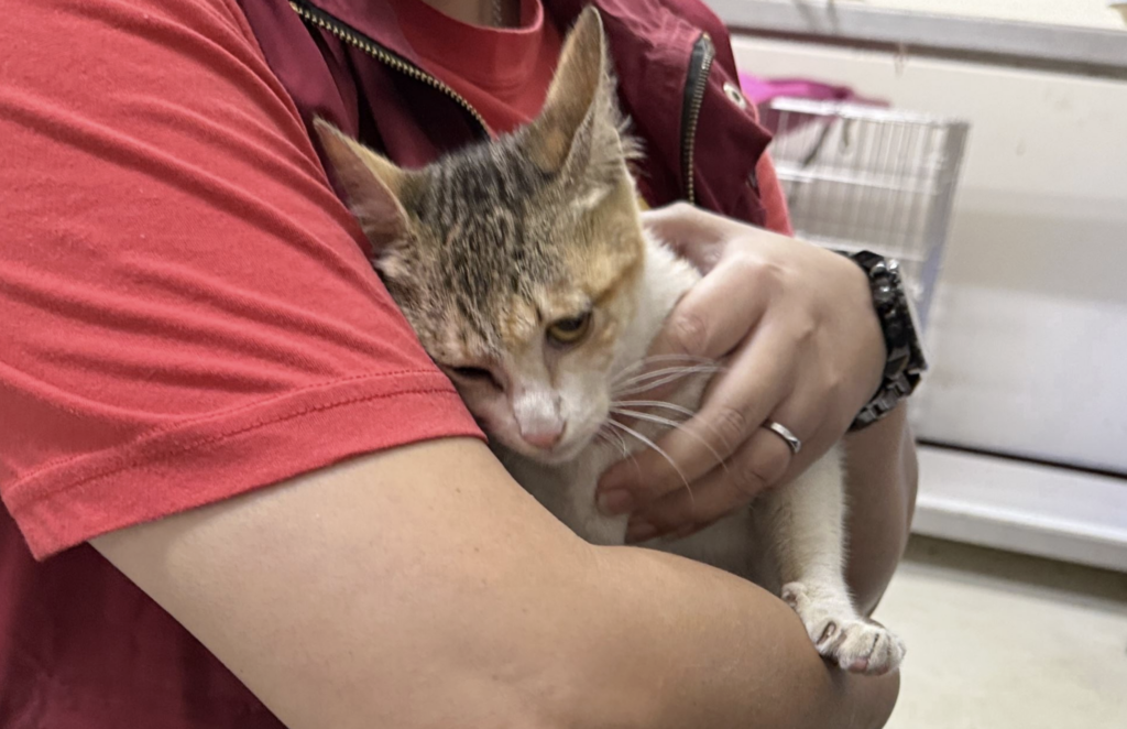 靠著呼救聲順利脫困。新北市新店區安平路有隻灰黃白三花貓疑似被大貓追趕，不慎掉入約 2 公尺的大型廢棄水桶，無法自行脫困大叫哭喊求助，新北市動保處接獲通報隨即派員救援，小貓有輕微脫水現象，經過治療已恢復，預計 4 月將開放民眾認養。