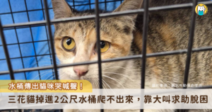 靠著呼救聲順利脫困。新北市新店區安平路有隻灰黃白三花貓疑似被大貓追趕，不慎掉入約 2 公尺的大型廢棄水桶，無法自行脫困大叫哭喊求助，新北市動保處接獲通報隨即派員救援，小貓有輕微脫水現象，經過治療已恢復，預計 4 月將開放民眾認養。