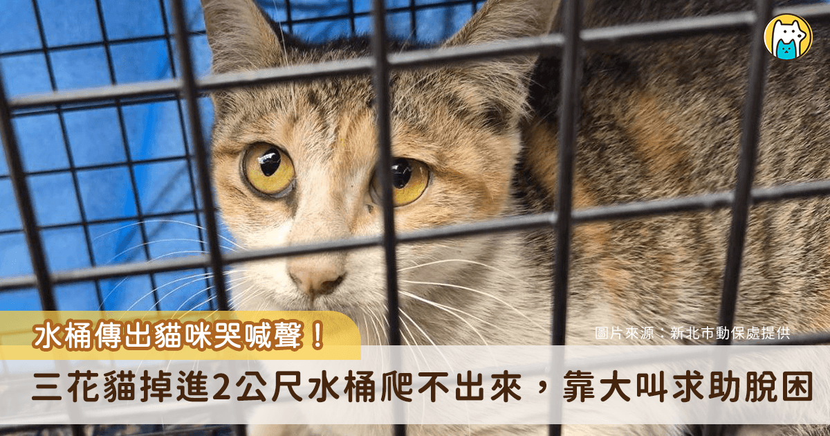靠著呼救聲順利脫困。新北市新店區安平路有隻灰黃白三花貓疑似被大貓追趕，不慎掉入約 2 公尺的大型廢棄水桶，無法自行脫困大叫哭喊求助，新北市動保處接獲通報隨即派員救援，小貓有輕微脫水現象，經過治療已恢復，預計 4 月將開放民眾認養。