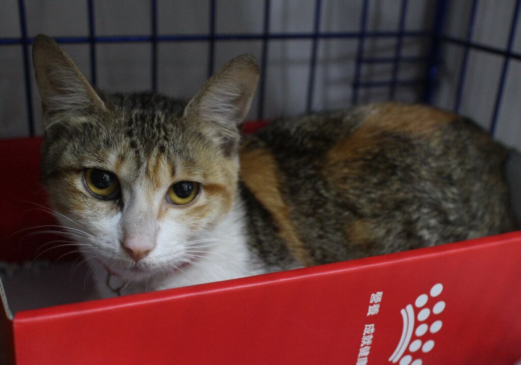 靠著呼救聲順利脫困。新北市新店區安平路有隻灰黃白三花貓疑似被大貓追趕，不慎掉入約 2 公尺的大型廢棄水桶，無法自行脫困大叫哭喊求助，新北市動保處接獲通報隨即派員救援，小貓有輕微脫水現象，經過治療已恢復，預計 4 月將開放民眾認養。