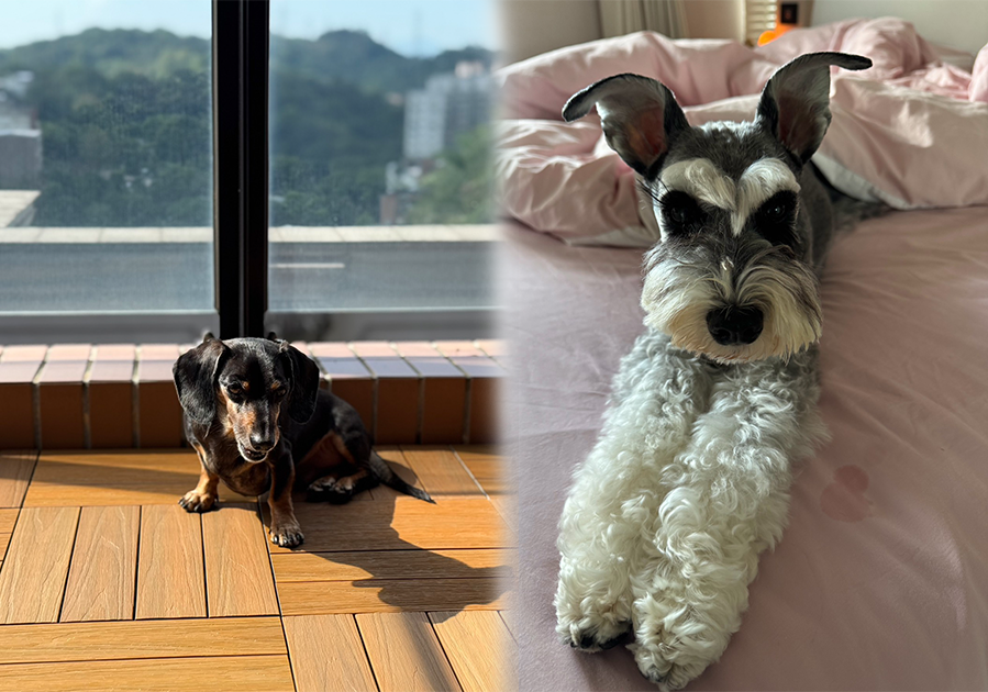 藝人潘慧如多年積極投入寵物照護領域，從一名單純的飼主，進一步成為台灣首位考取寵物護理專業執照的藝人並開設寵物旅館，日常也積極參與寵物公益活動。她坦言，這一切源於愛犬帶來的深刻體悟，從生活中看見愛最純粹的樣子，也從陪伴中獲得寧靜的能量，「牠教會了我什麼是愛與責任」。