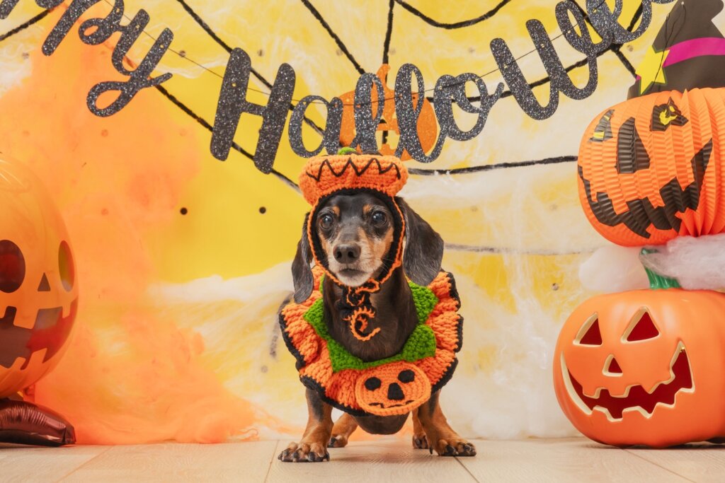 藝人潘慧如多年積極投入寵物照護領域，從一名單純的飼主，進一步成為台灣首位考取寵物護理專業執照的藝人並開設寵物旅館，日常也積極參與寵物公益活動。她坦言，這一切源於愛犬帶來的深刻體悟，從生活中看見愛最純粹的樣子，也從陪伴中獲得寧靜的能量，「牠教會了我什麼是愛與責任」。