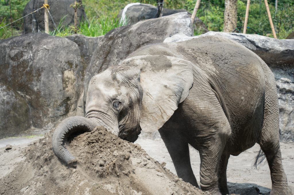 台北市立動物園即將進行熱帶雨林區翻修，亞洲象「友愷」、「友信」搬遷至非洲動物區暫住熟悉新環境，同時適應非洲象「千惠」的存在。3 隻大象今（22 日）首度在戶外相見，彼此激動地試探對方，透過象鼻高舉在空中揮舞、展現出豐富且難得一見的社交行為。