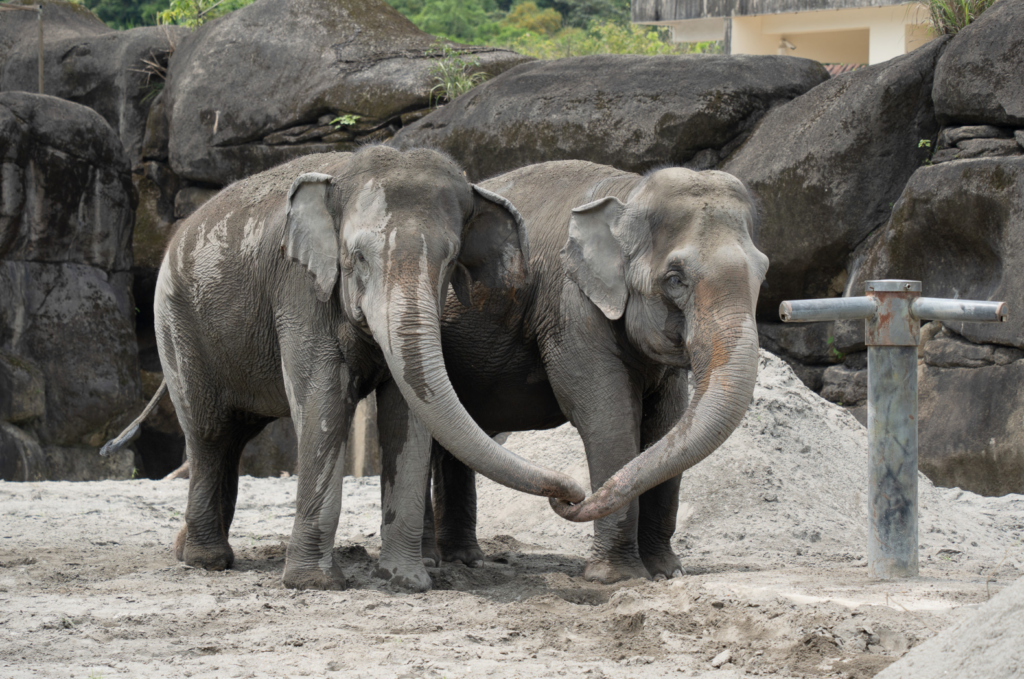 台北市立動物園即將進行熱帶雨林區翻修，亞洲象「友愷」、「友信」搬遷至非洲動物區暫住熟悉新環境，同時適應非洲象「千惠」的存在。3 隻大象今（22 日）首度在戶外相見，彼此激動地試探對方，透過象鼻高舉在空中揮舞、展現出豐富且難得一見的社交行為。