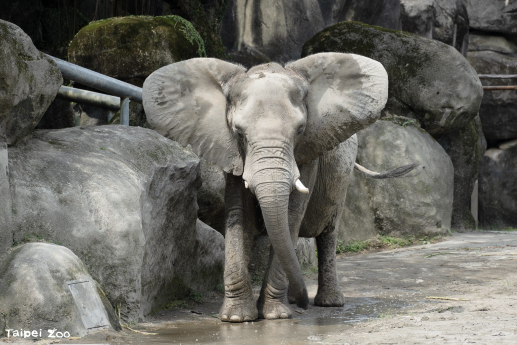 台北市立動物園即將進行熱帶雨林區翻修，亞洲象「友愷」、「友信」搬遷至非洲動物區暫住熟悉新環境，同時適應非洲象「千惠」的存在。3 隻大象今（22 日）首度在戶外相見，彼此激動地試探對方，透過象鼻高舉在空中揮舞、展現出豐富且難得一見的社交行為。