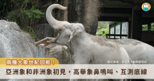 台北市立動物園即將進行熱帶雨林區翻修，亞洲象「友愷」、「友信」搬遷至非洲動物區暫住熟悉新環境，同時適應非洲象「千惠」的存在。3 隻大象今（22 日）首度在戶外相見，彼此激動地試探對方，透過象鼻高舉在空中揮舞、展現出豐富且難得一見的社交行為。