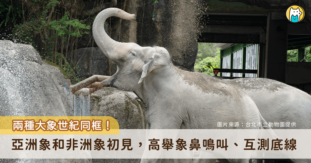 台北市立動物園即將進行熱帶雨林區翻修，亞洲象「友愷」、「友信」搬遷至非洲動物區暫住熟悉新環境，同時適應非洲象「千惠」的存在。3 隻大象今（22 日）首度在戶外相見，彼此激動地試探對方，透過象鼻高舉在空中揮舞、展現出豐富且難得一見的社交行為。
