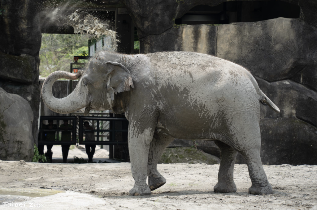 台北市立動物園即將進行熱帶雨林區翻修，亞洲象「友愷」、「友信」搬遷至非洲動物區暫住熟悉新環境，同時適應非洲象「千惠」的存在。3 隻大象今（22 日）首度在戶外相見，彼此激動地試探對方，透過象鼻高舉在空中揮舞、展現出豐富且難得一見的社交行為。