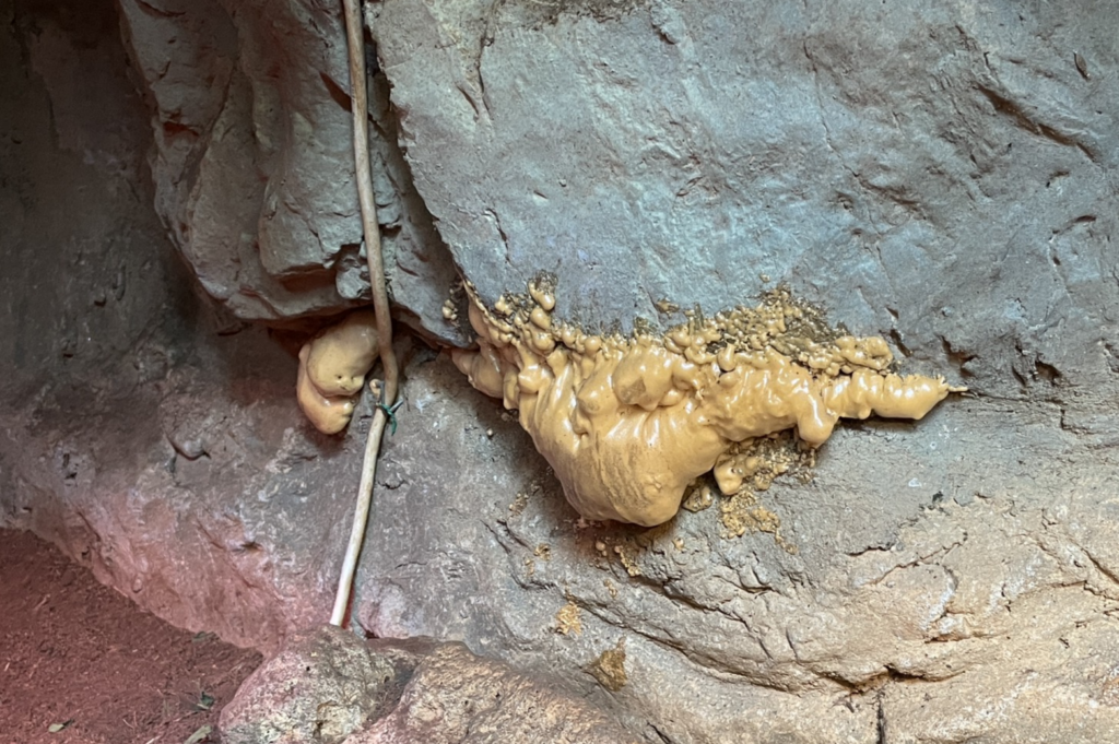 台北市立動物園傳出有老鼠亂竄，有民眾到陸龜展場參觀時直擊一隻拳頭大的老鼠出沒，拍下照片分享至社群平台引起熱烈討論。對此，台北市立動物園表示，今年 2-3 月已做防鼠措施，保育員已立即將個體捕捉移除，未來會持續加強鼠類管理與巡檢。