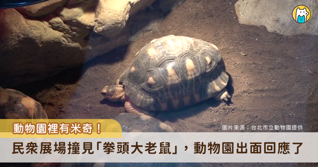 台北市立動物園傳出有老鼠亂竄，有民眾到陸龜展場參觀時直擊一隻拳頭大的老鼠出沒，拍下照片分享至社群平台引起熱烈討論。對此，台北市立動物園表示，今年 2-3 月已做防鼠措施，保育員已立即將個體捕捉移除，未來會持續加強鼠類管理與巡檢。