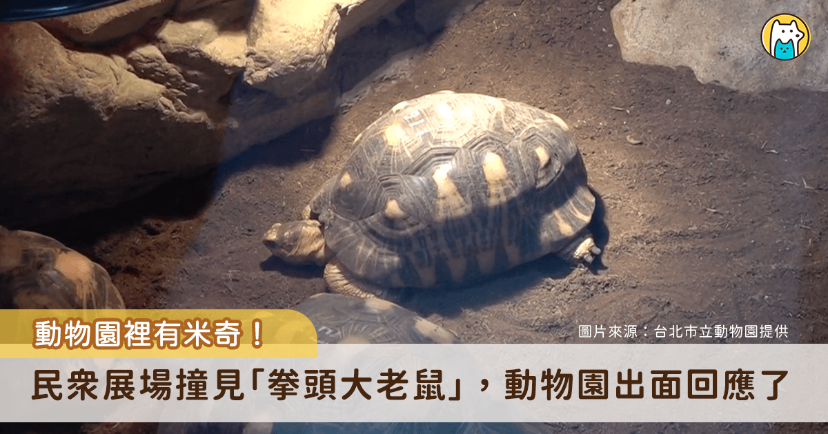 台北市立動物園傳出有老鼠亂竄，有民眾到陸龜展場參觀時直擊一隻拳頭大的老鼠出沒，拍下照片分享至社群平台引起熱烈討論。對此，台北市立動物園表示，今年 2-3 月已做防鼠措施，保育員已立即將個體捕捉移除，未來會持續加強鼠類管理與巡檢。