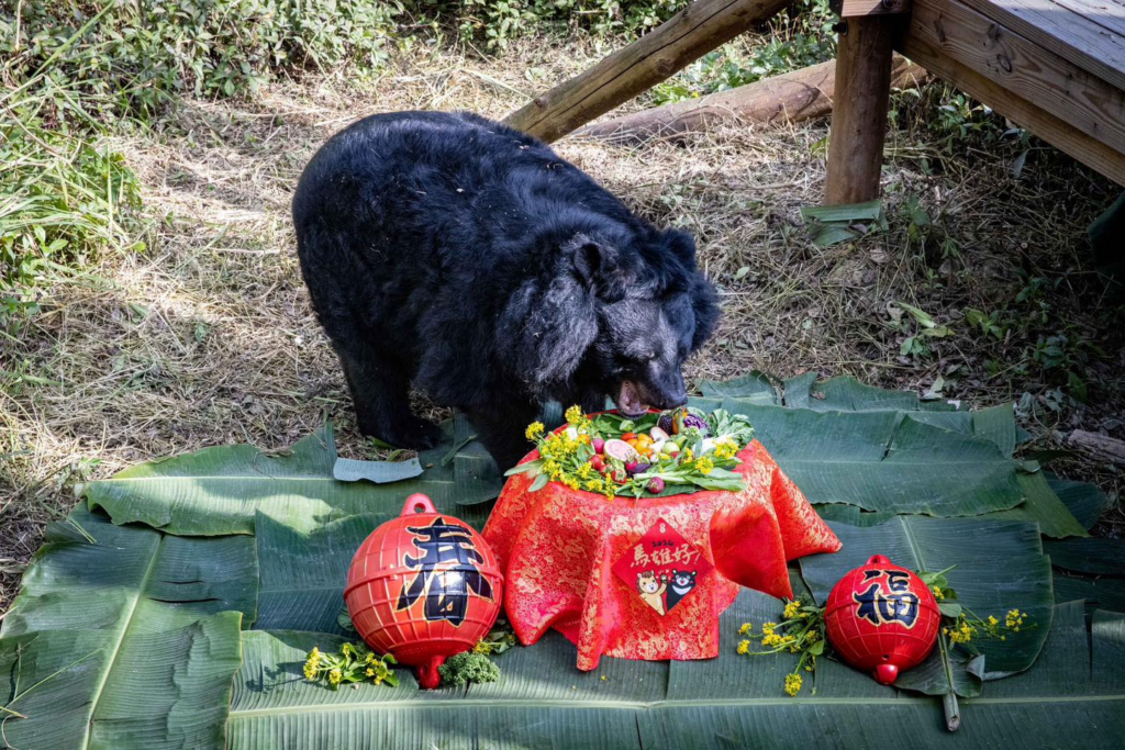 高雄壽山動物園最資深台灣黑熊「瑪莉」，27 日上午於睡夢中安詳離世，告別自在從容的一生。黑熊「瑪莉」慵懶的生活姿態深受民眾喜愛，更是園區內明星動物之一，如今 30 年精彩生命落幕，昔日坐在小水池泡 SPA 的畫面成絕響。